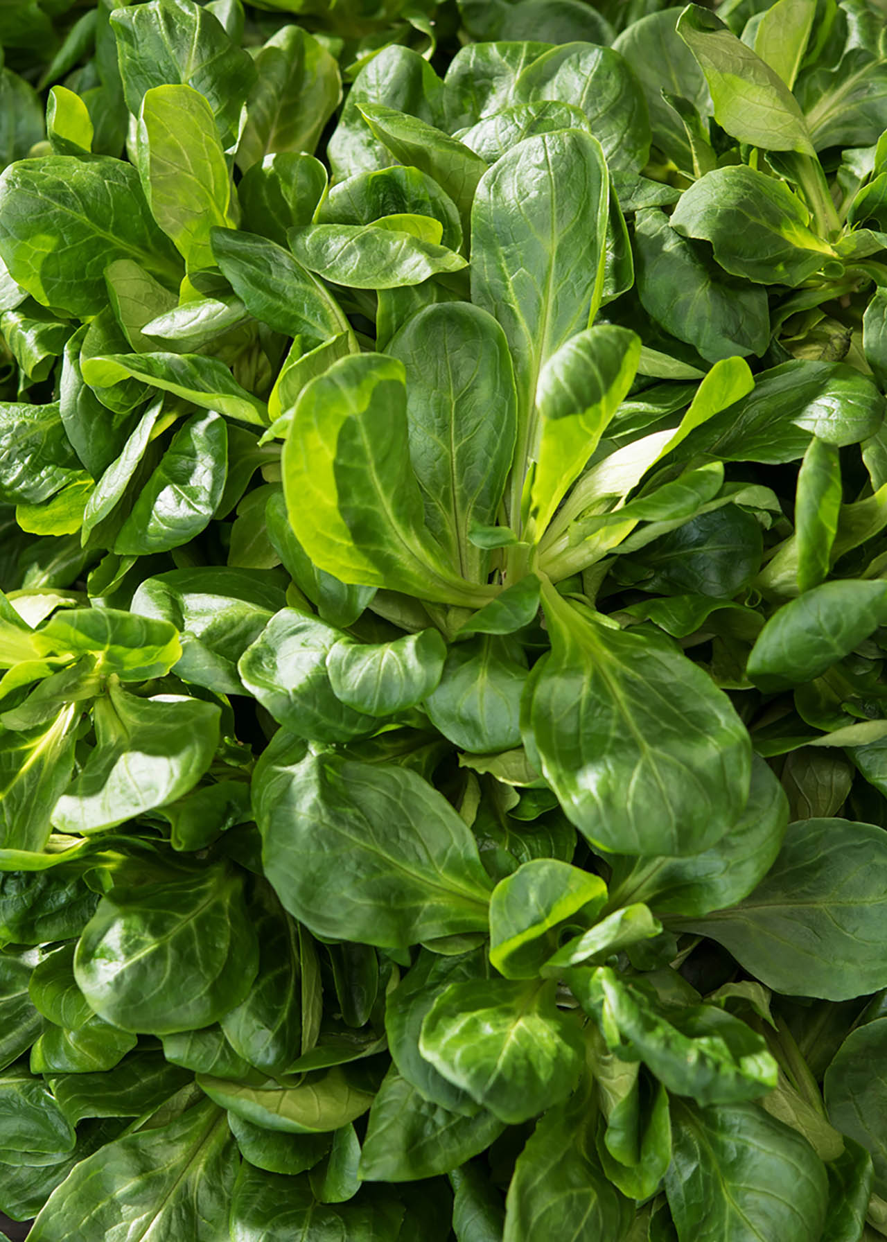 Lambs Lettuce Strip