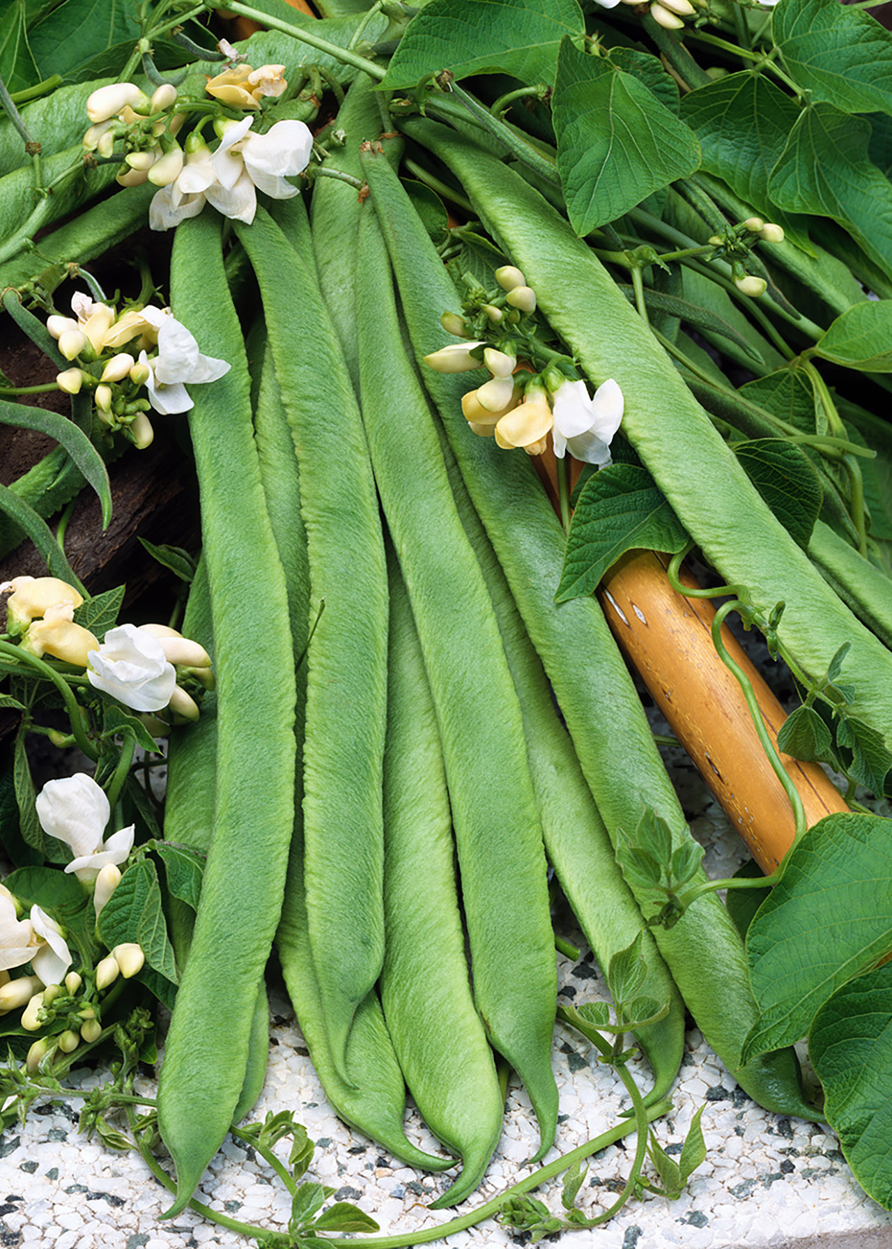 Bean Runner Strip