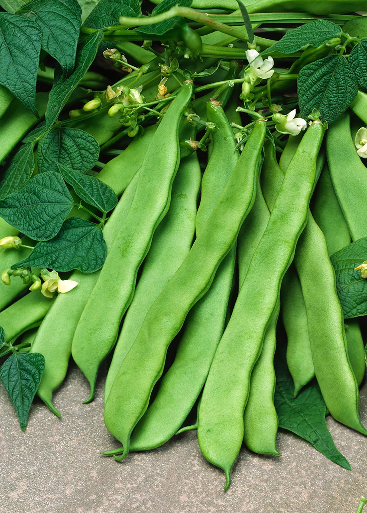 Climbing French Bean Strip