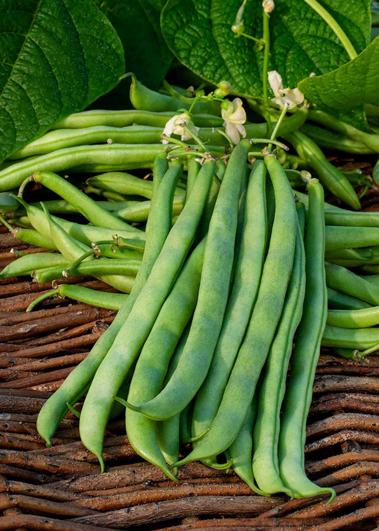 French Dwarf Beans Strip
