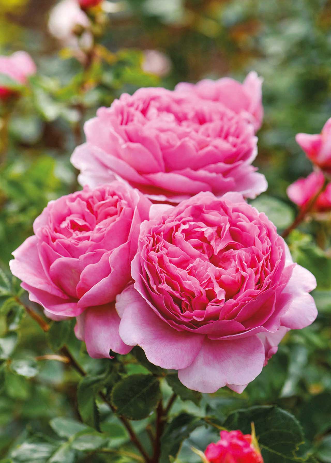 David Austin Rose 'Princess Alexandra Of Kent' 6ltr