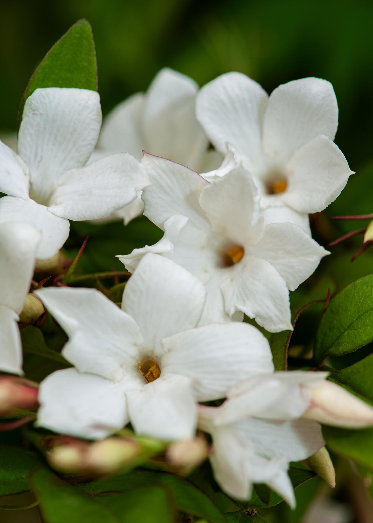 Jasminum Officinale Affin 3ltr