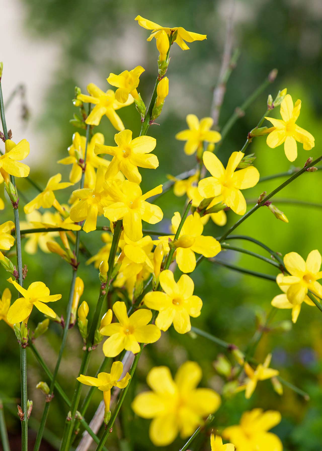 Jasminum Nudiflorum 3ltr