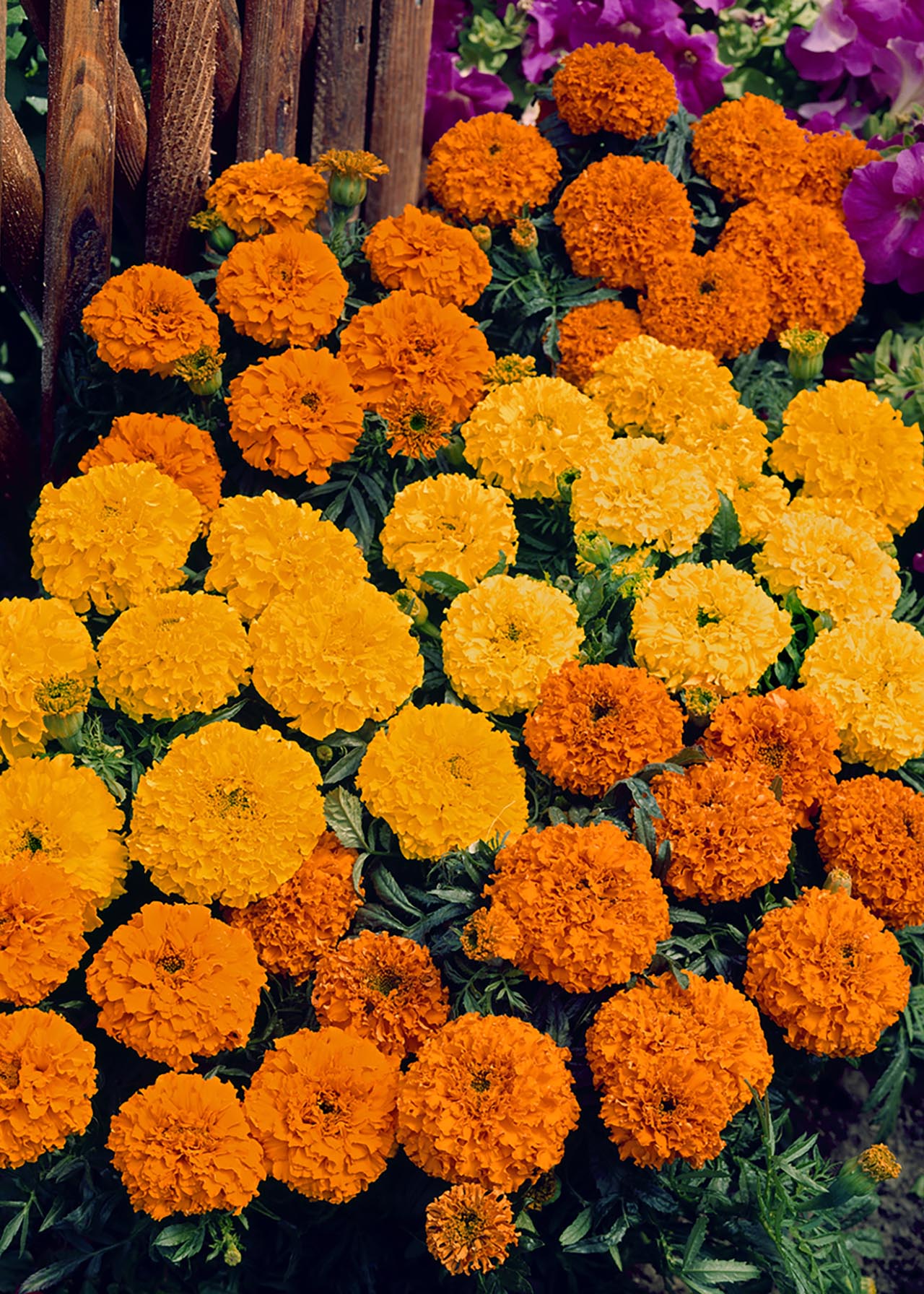 Marigold French Bonanza 20pk