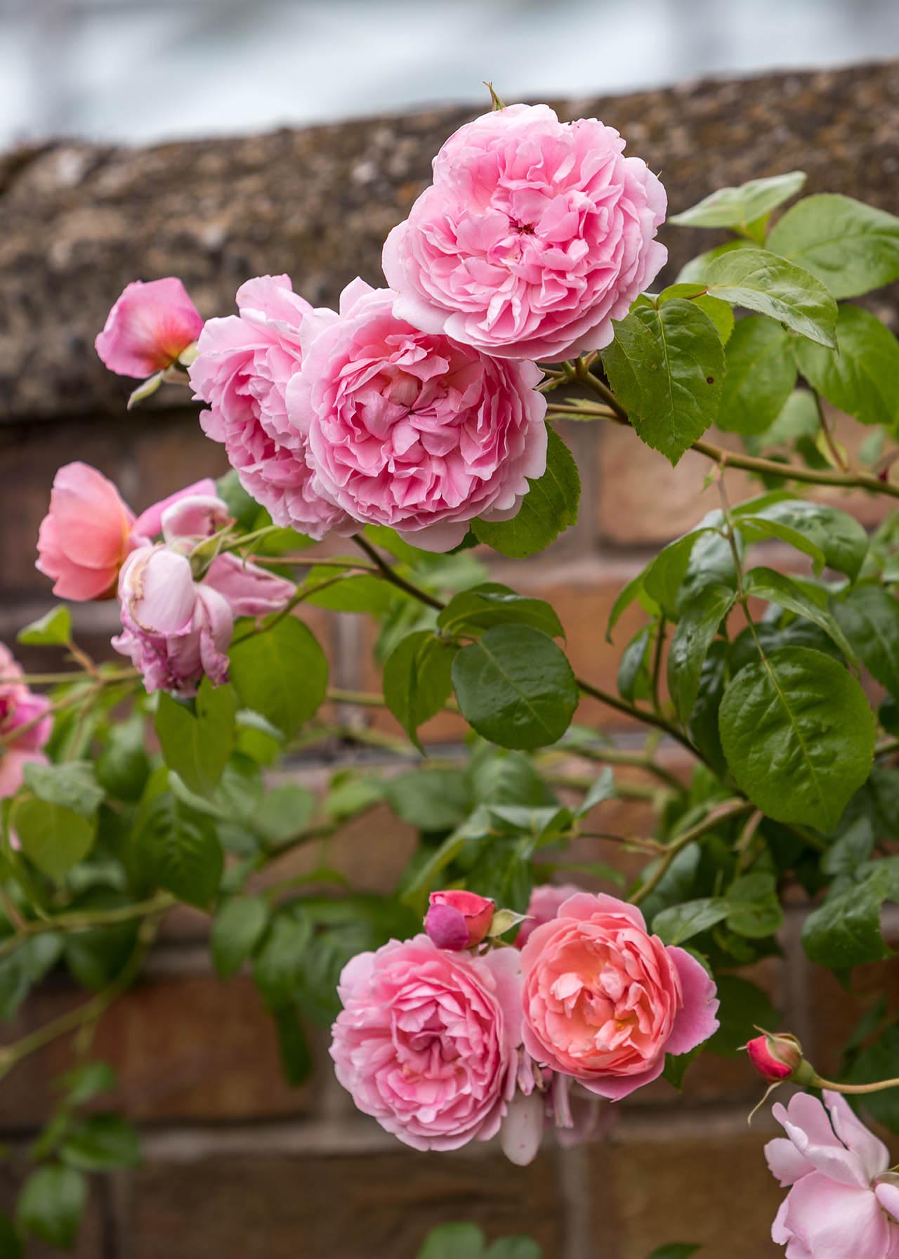 David Austin English Climbing Rose 'Strawberry Hill' 6ltr Dobbies