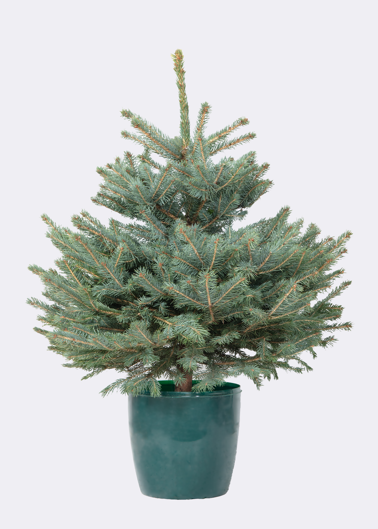 1-2ft Pot Grown Blue Spruce Real Christmas Tree 40-60cm