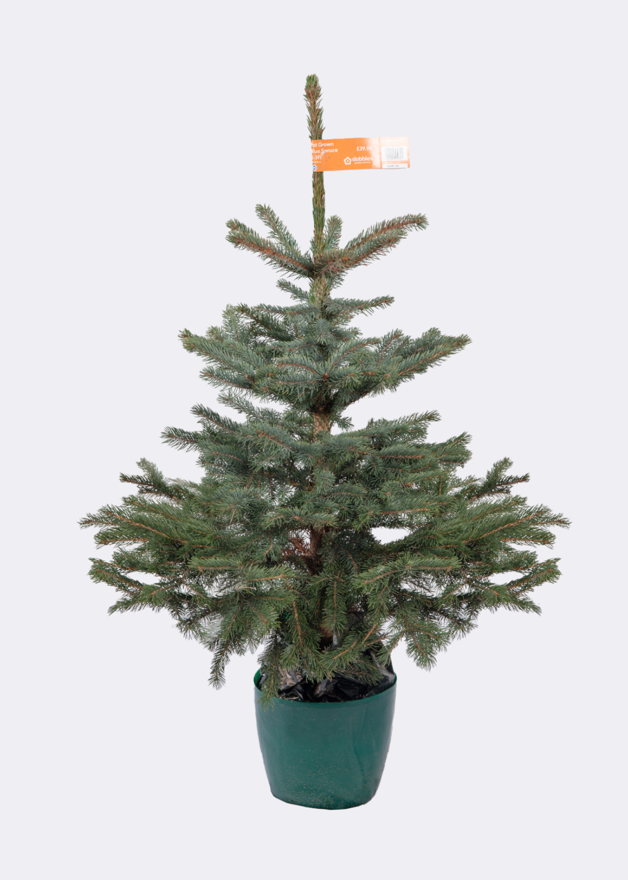 2-3ft Pot Grown Blue Spruce Real Christmas Tree 80-100cm