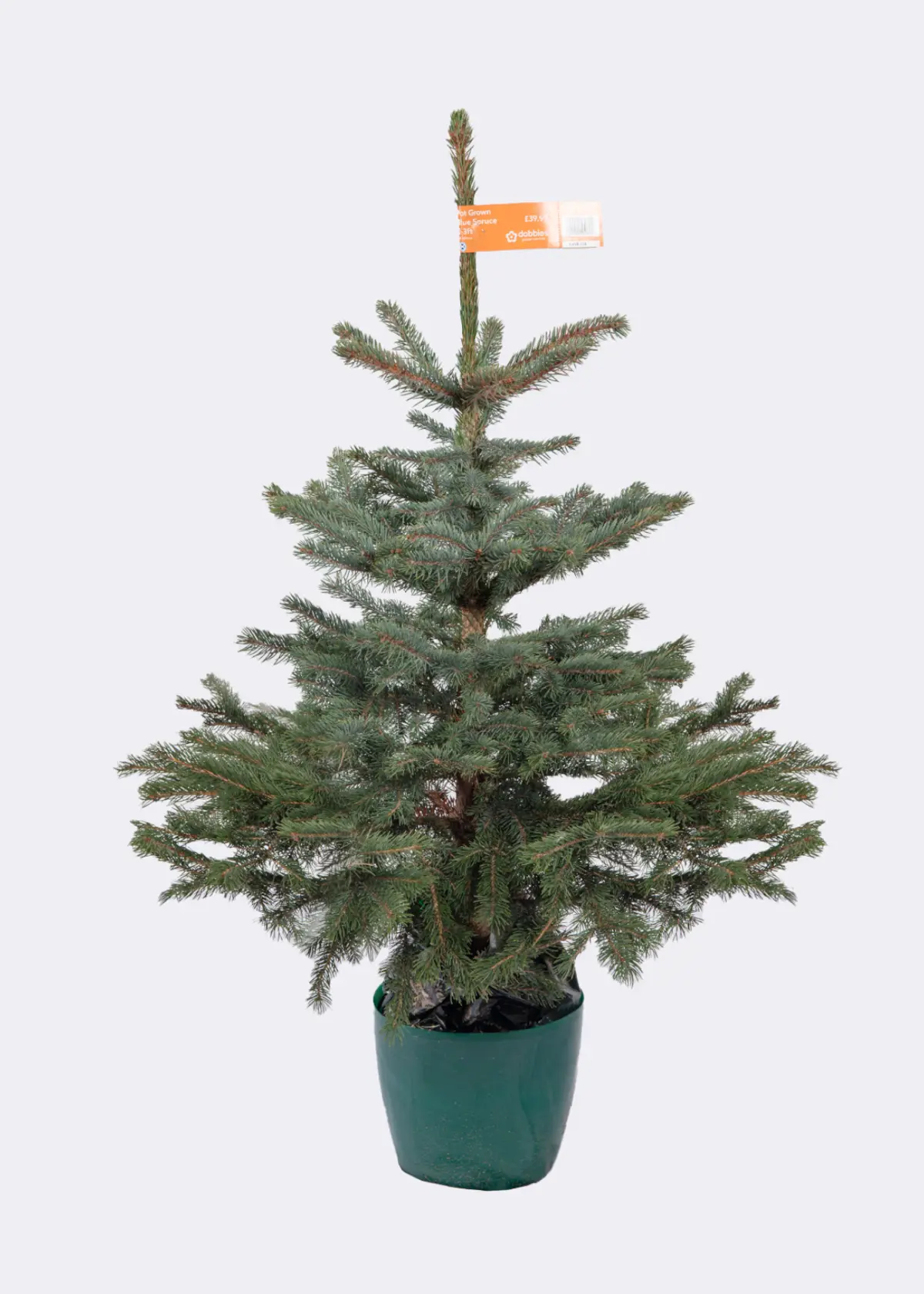 A photo of 2-3ft Pot Grown Blue Spruce Real Christmas Tree 80-100cm