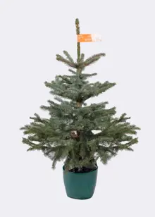 2-3ft Pot Grown Blue Spruce Real Christmas Tree 80-100cm