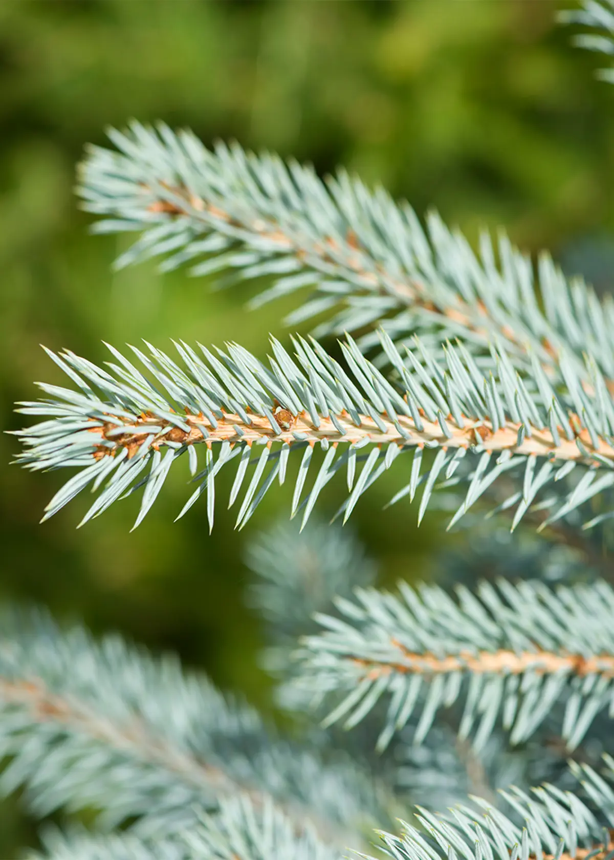 A photo of 2-3ft Pot Grown Blue Spruce Real Christmas Tree 80-100cm