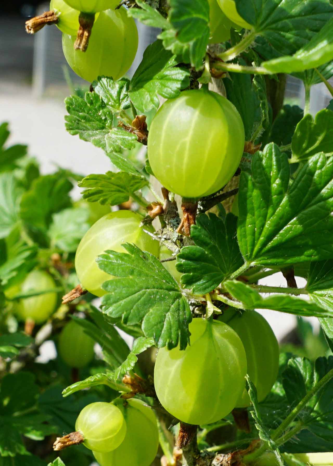 Gooseberry Hinn Green 3ltr