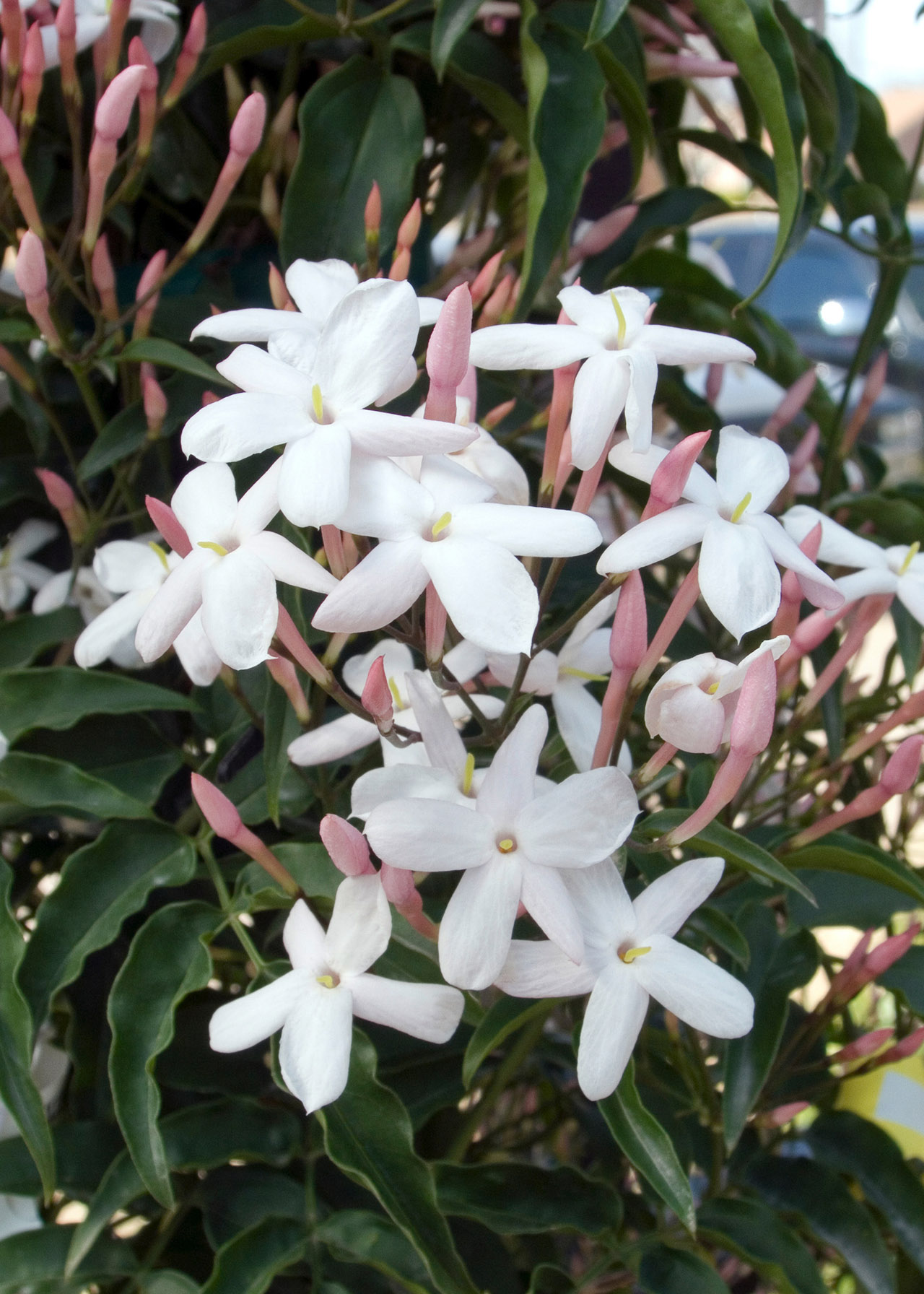 Jasminum Polyanthum 3ltr