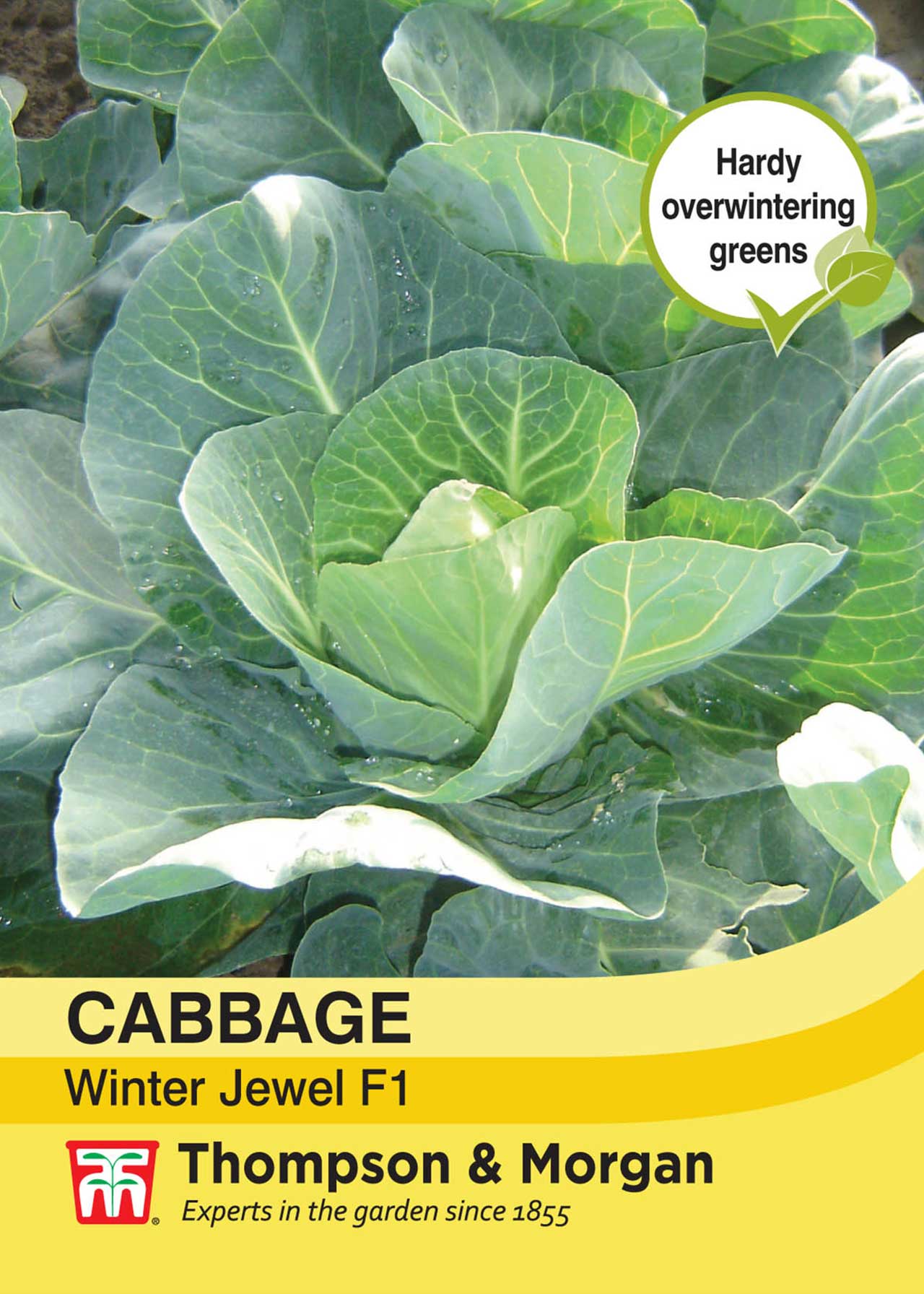 Cabbage Winter Jewel F1 Hybrid Seeds Dobbies Garden Centres