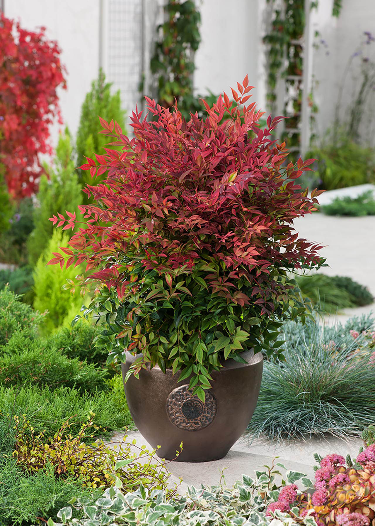 Nandina Obsessed 30/50 10ltr