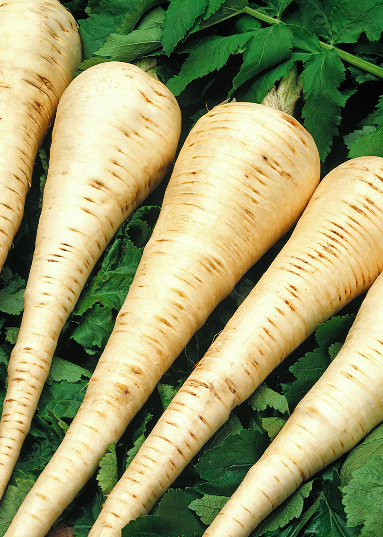 Parsnip Strip