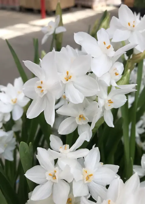 A photo of Daffodil (Narcissus) Paperwhite Pack of 5