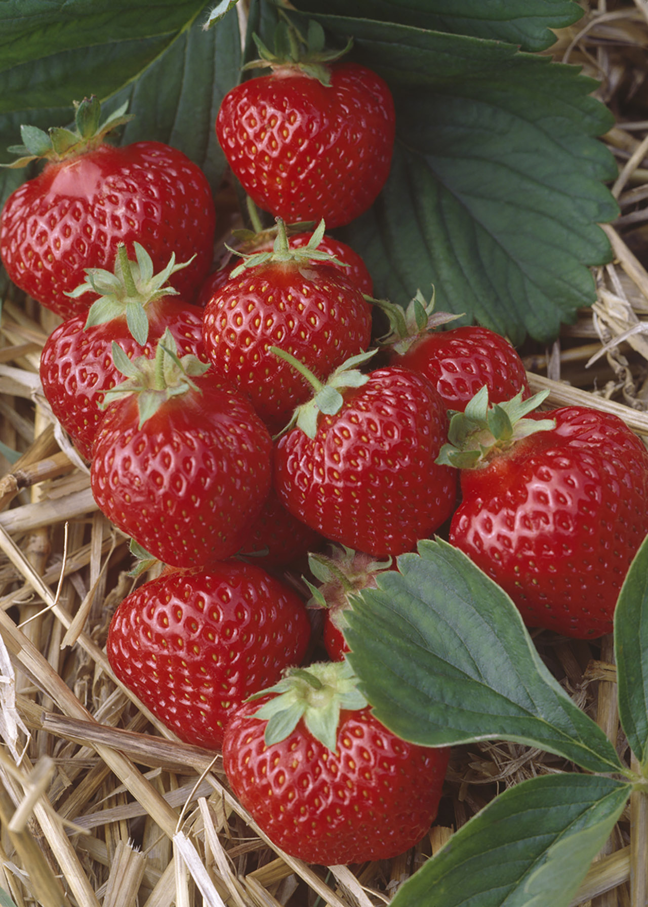 Strawberry Honeoye Strip