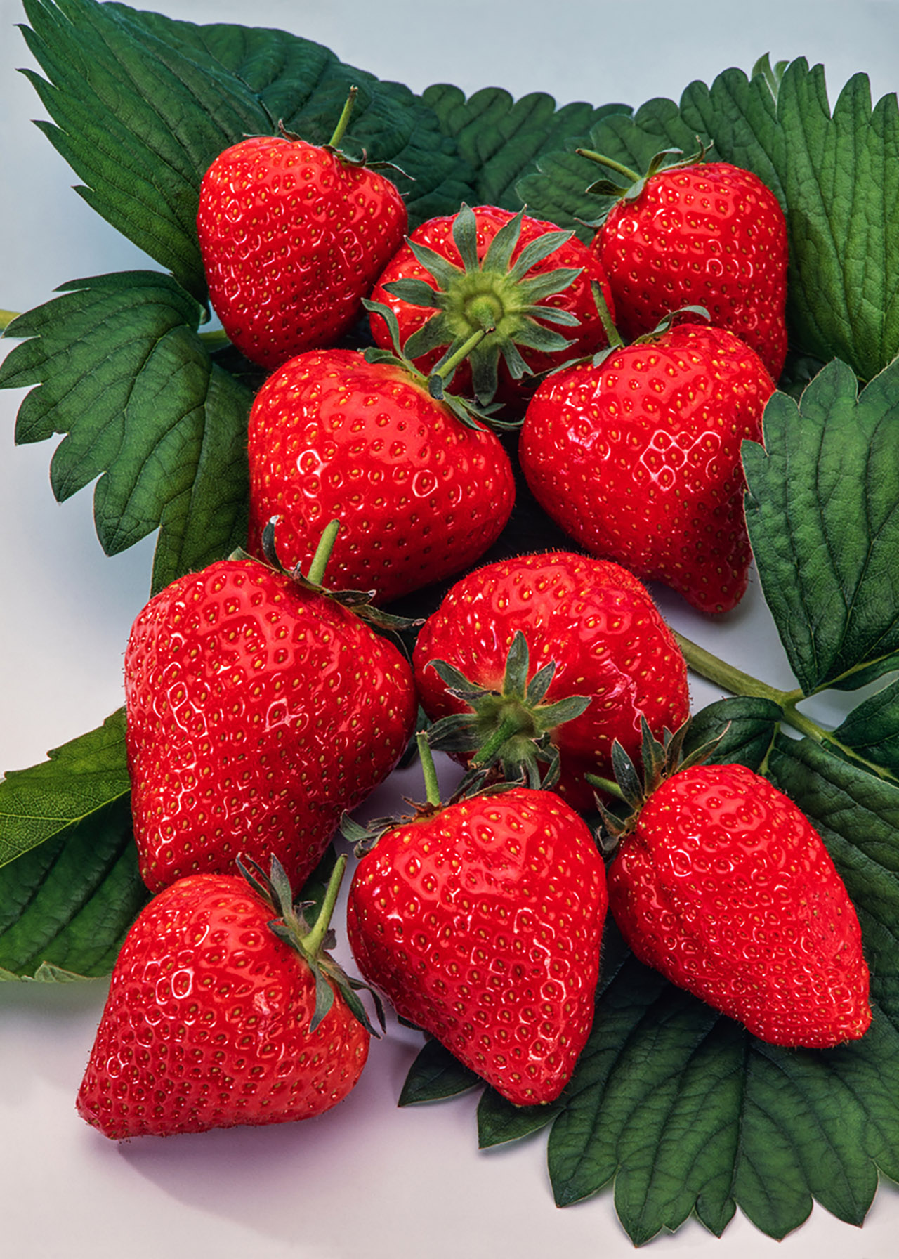 Strawberry Elsanta Strip