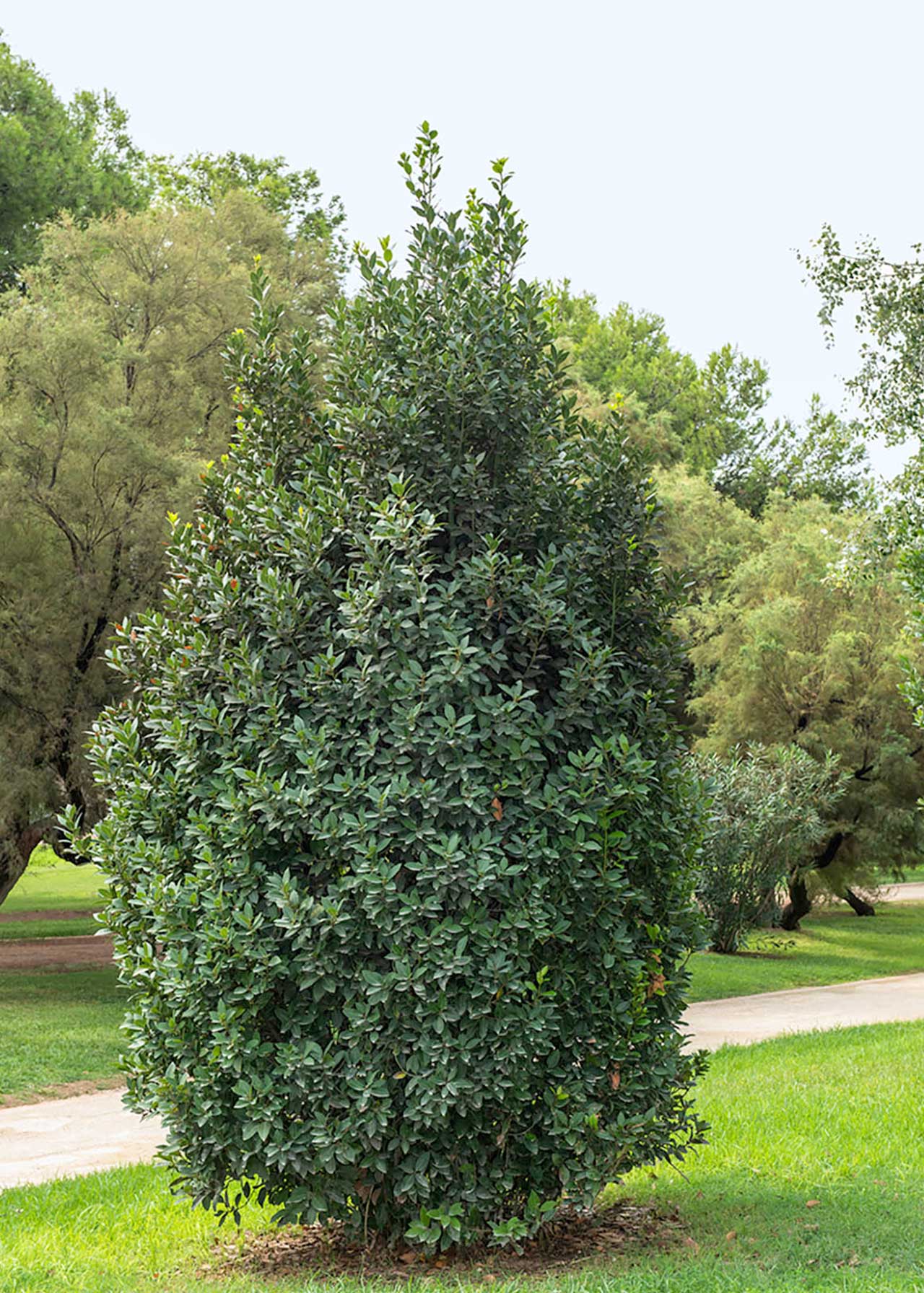 Laurus Nobilis 80/100 3ltr