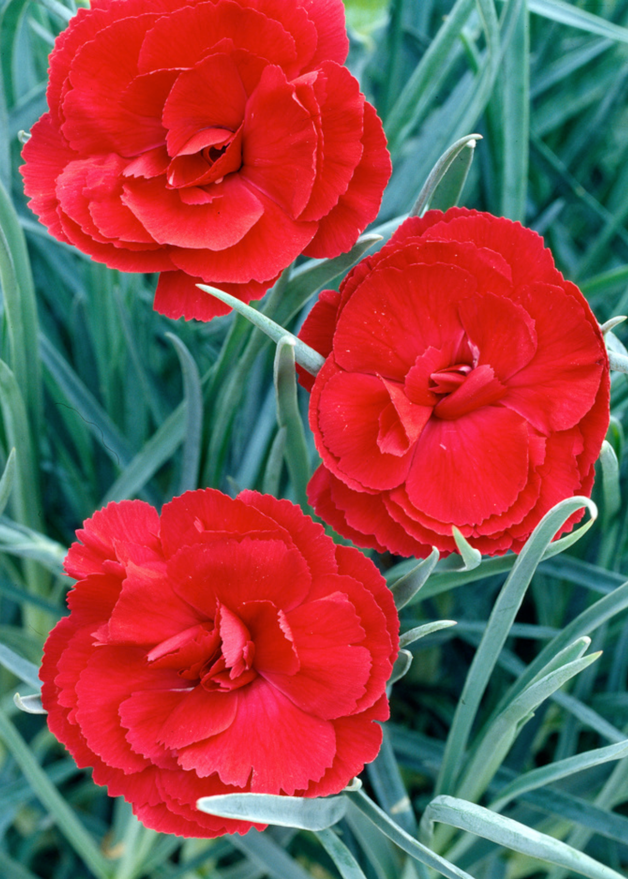 Dianthus Cottage Houndspool Cheryl 1ltr