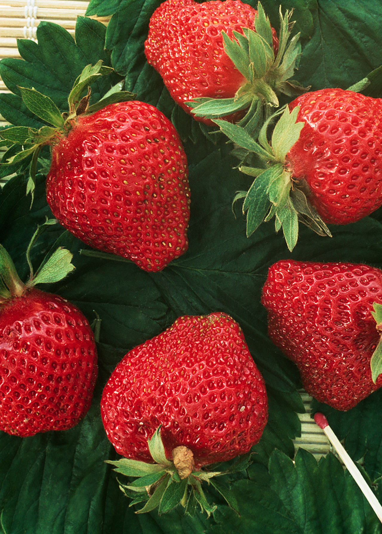 Strawberry Cambridge Fav Strip