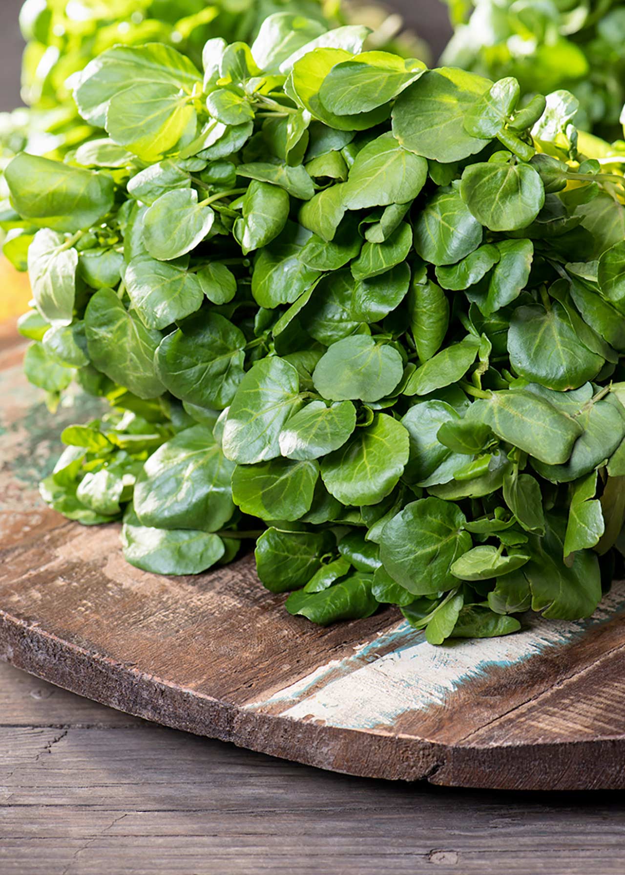 Nasturtium (Edible) Strip