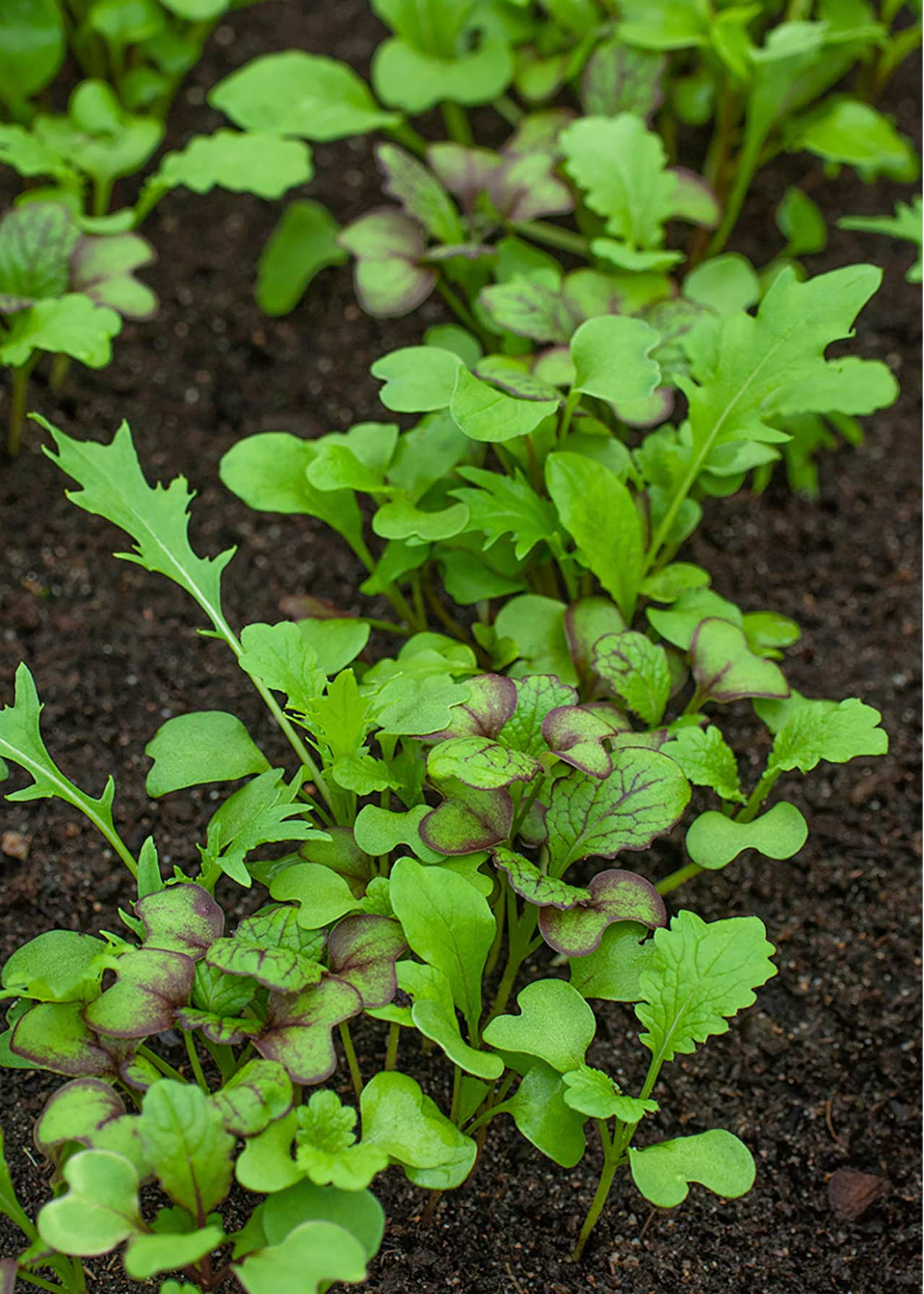 Salad Leaf Oriental Mix Strip
