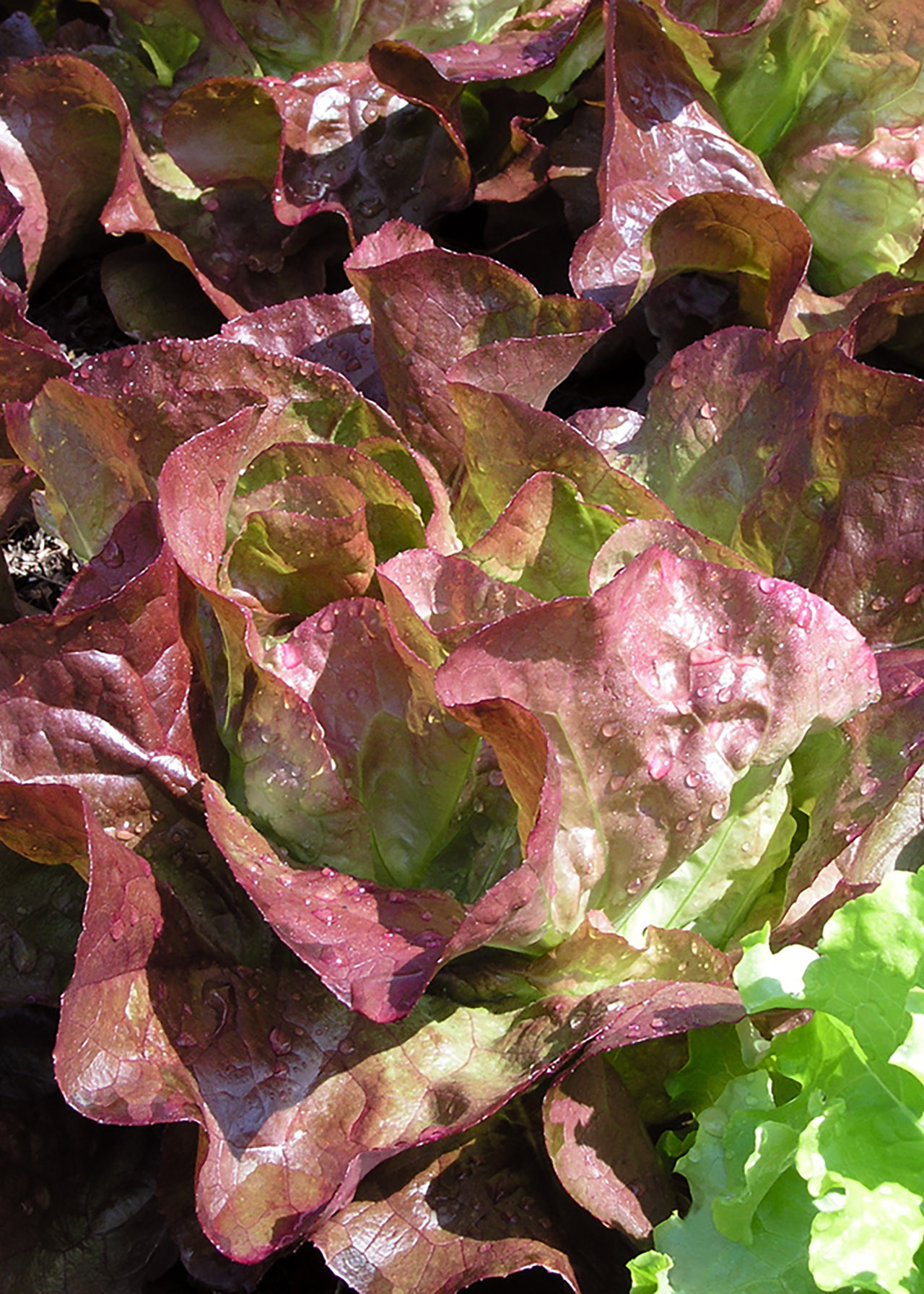 Salad Leaf Italian Mix Strip