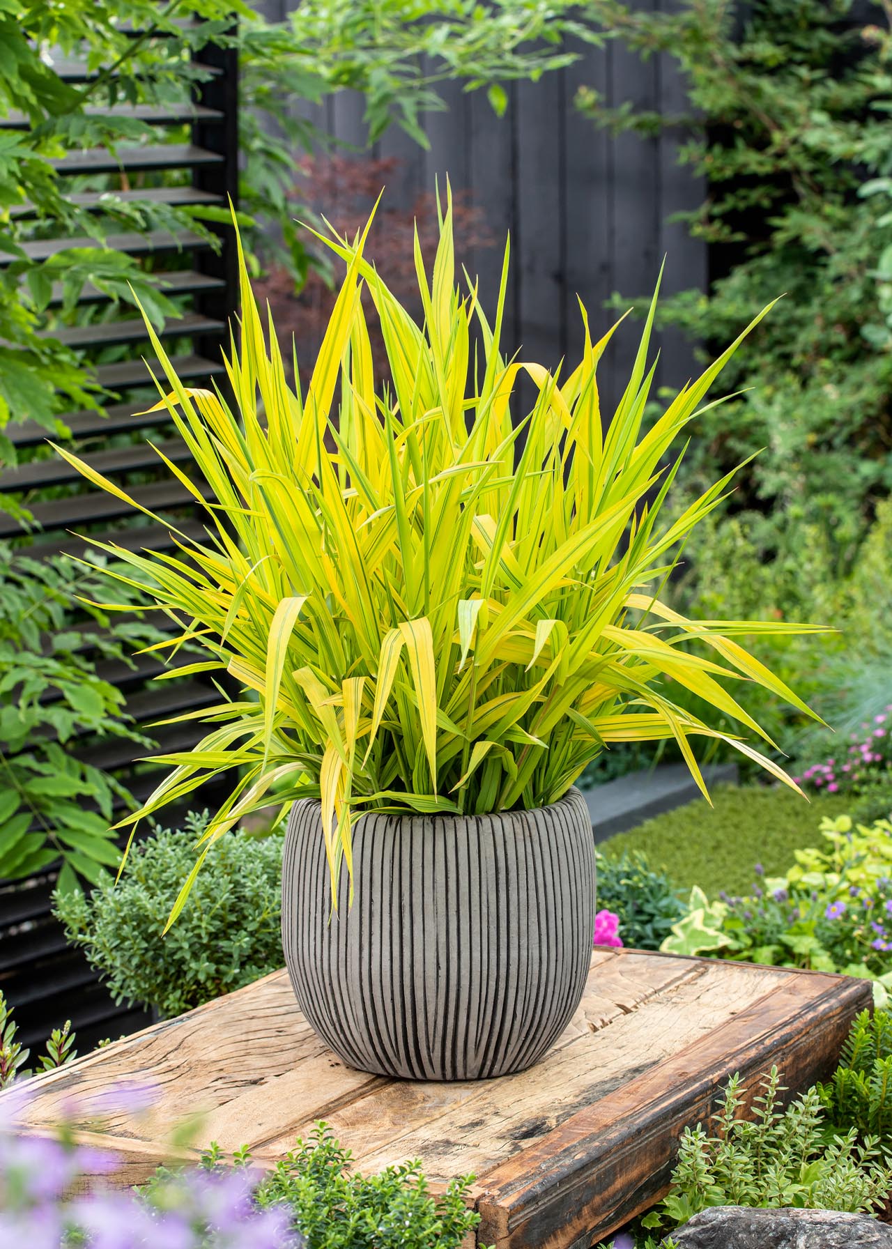 Phalaris Arctic Sun 2ltr