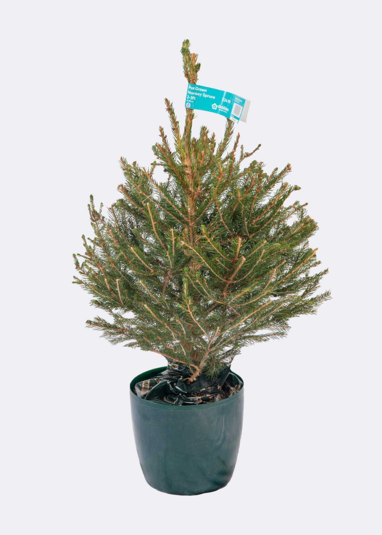 2-3ft Pot Grown Norway Spruce Real Christmas Tree 60-80cm