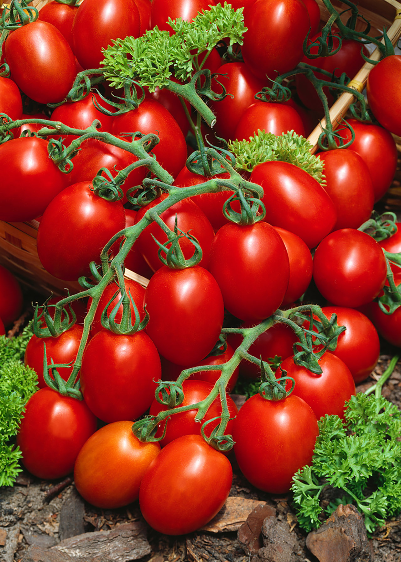 Tomato Baby Plum Lucinda 8.5cm