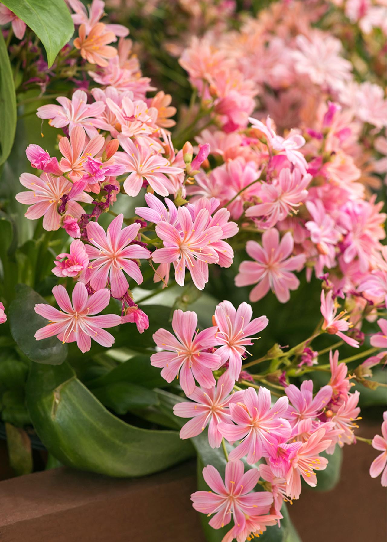 Lewisia Elise 3ltr