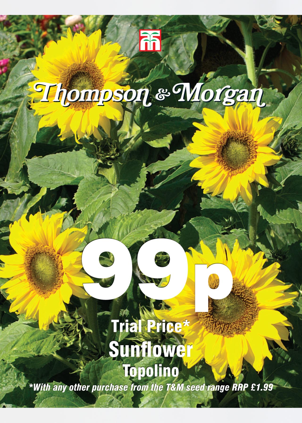 Sunflower Topolino Seeds Dobbies Garden Centres