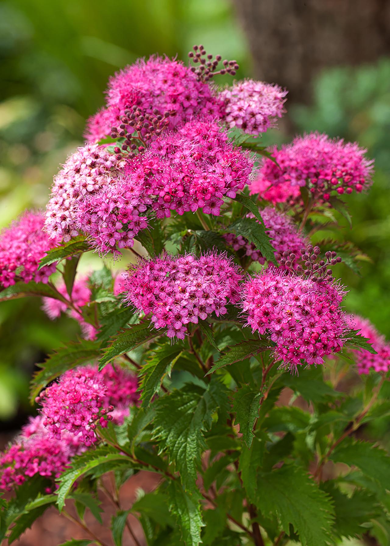 Spiraea Double Play Artist 3ltr