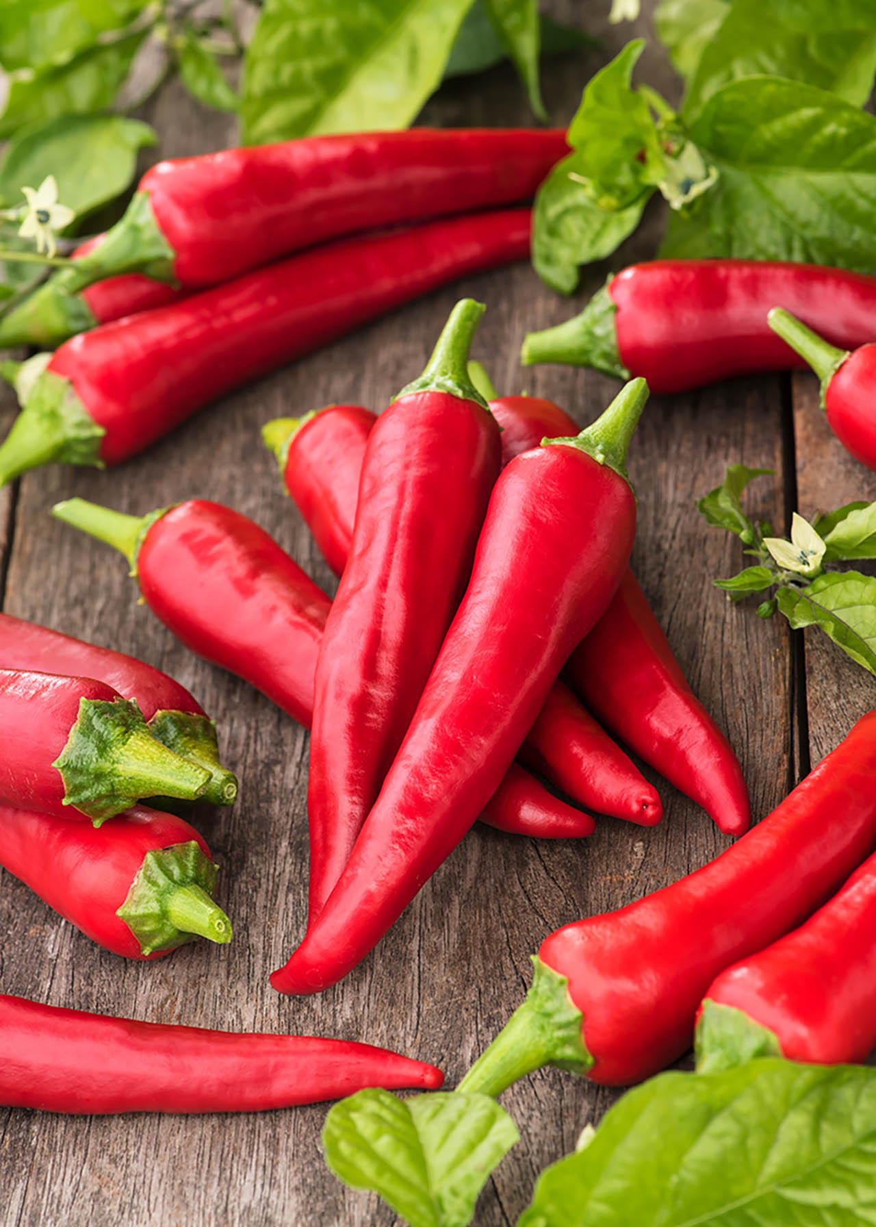 Capsicum Chilli Cayenne 1ltr