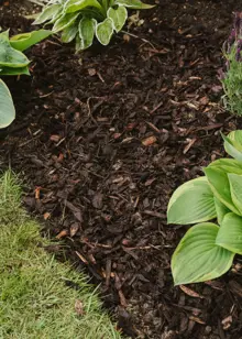 70L Westland Decorative Mini Bark