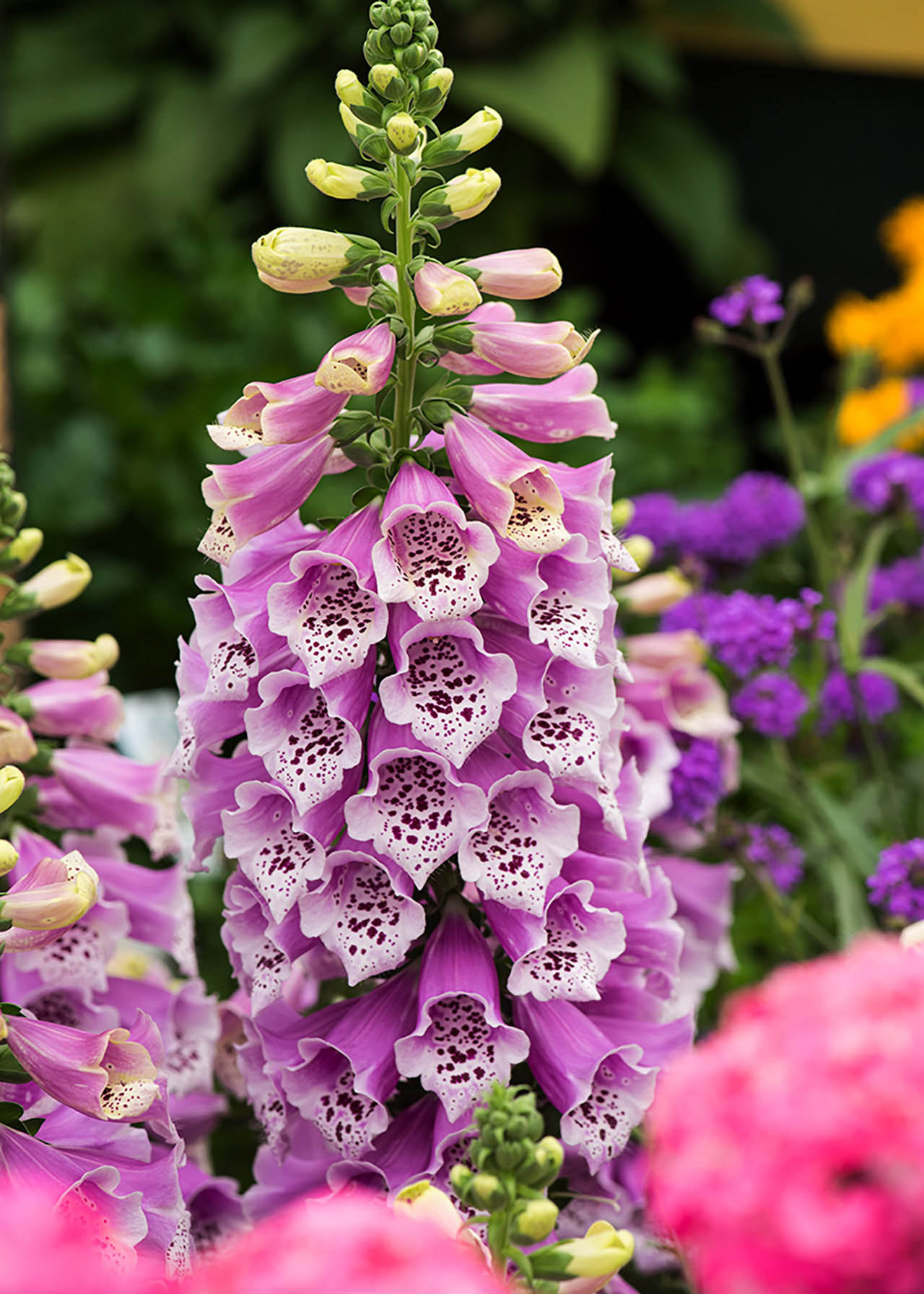 Digitalis Dalmatian Rose 3ltr