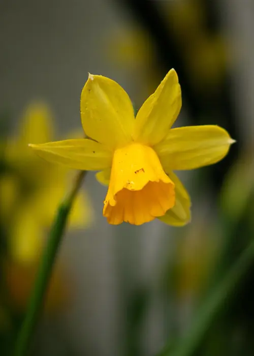 A photo of Daffodil (Narcissus) Tete A Tete Pack of 50
