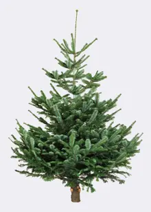 6-7ft Fresh Cut Nordmann Fir Real Christmas Tree 180-210cm