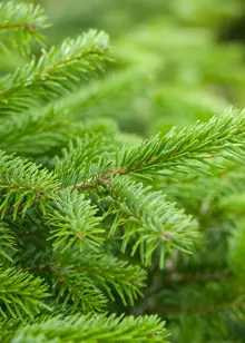 6-7ft Fresh Cut Nordmann Fir Real Christmas Tree 180-210cm