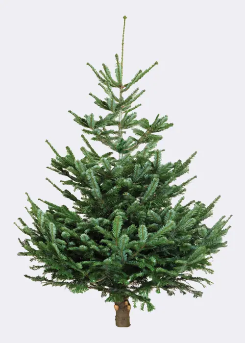 8-9ft Fresh Cut Nordmann Fir Real Christmas Tree 240-270cm