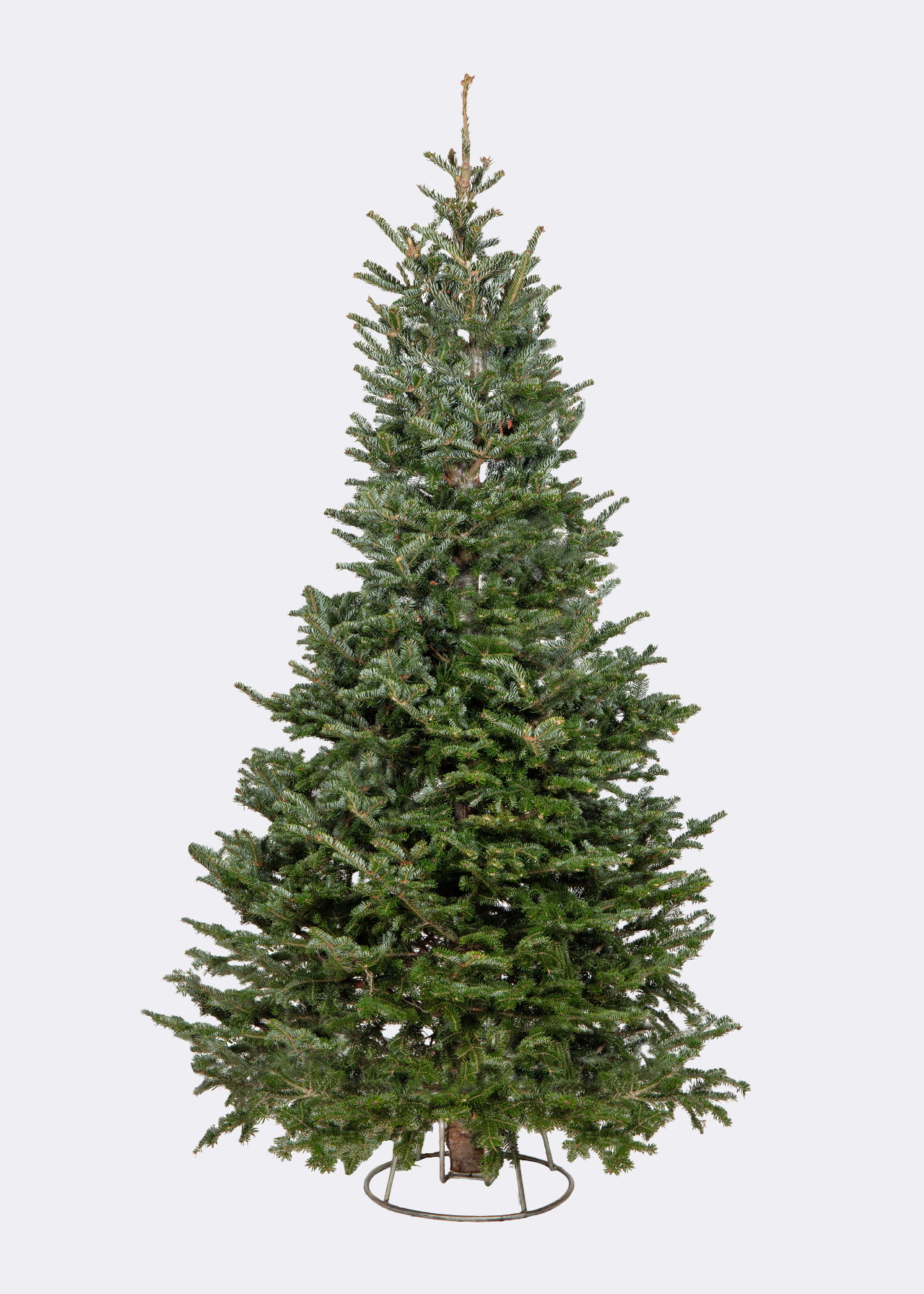6-7ft Fresh Cut Fraser Fir Slim Real Christmas Tree 180-210c
