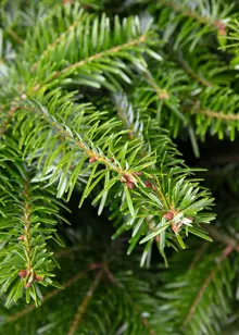 2-3ft Pot Grown Nordmann Fir Real Christmas Tree 60-80cm