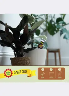 Baby Bio Houseplant Food Drip Feeders 4x40ml