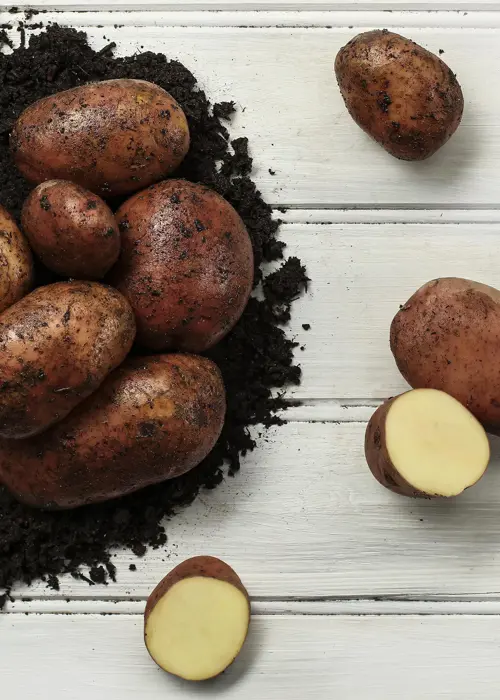 A photo of Seed Potato Organic Sarpo Mira 1.5kg