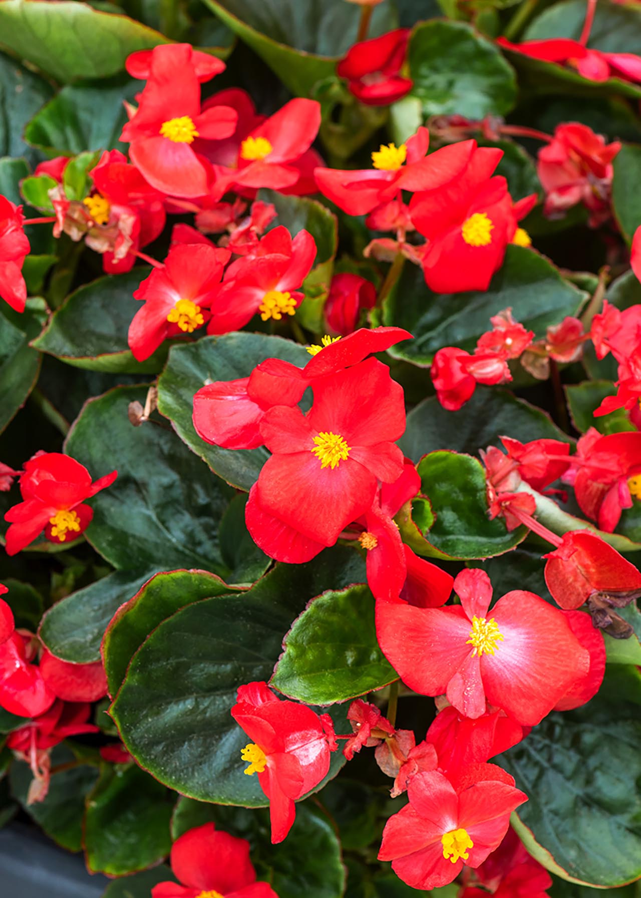 Begonia Ascot Green 20pk