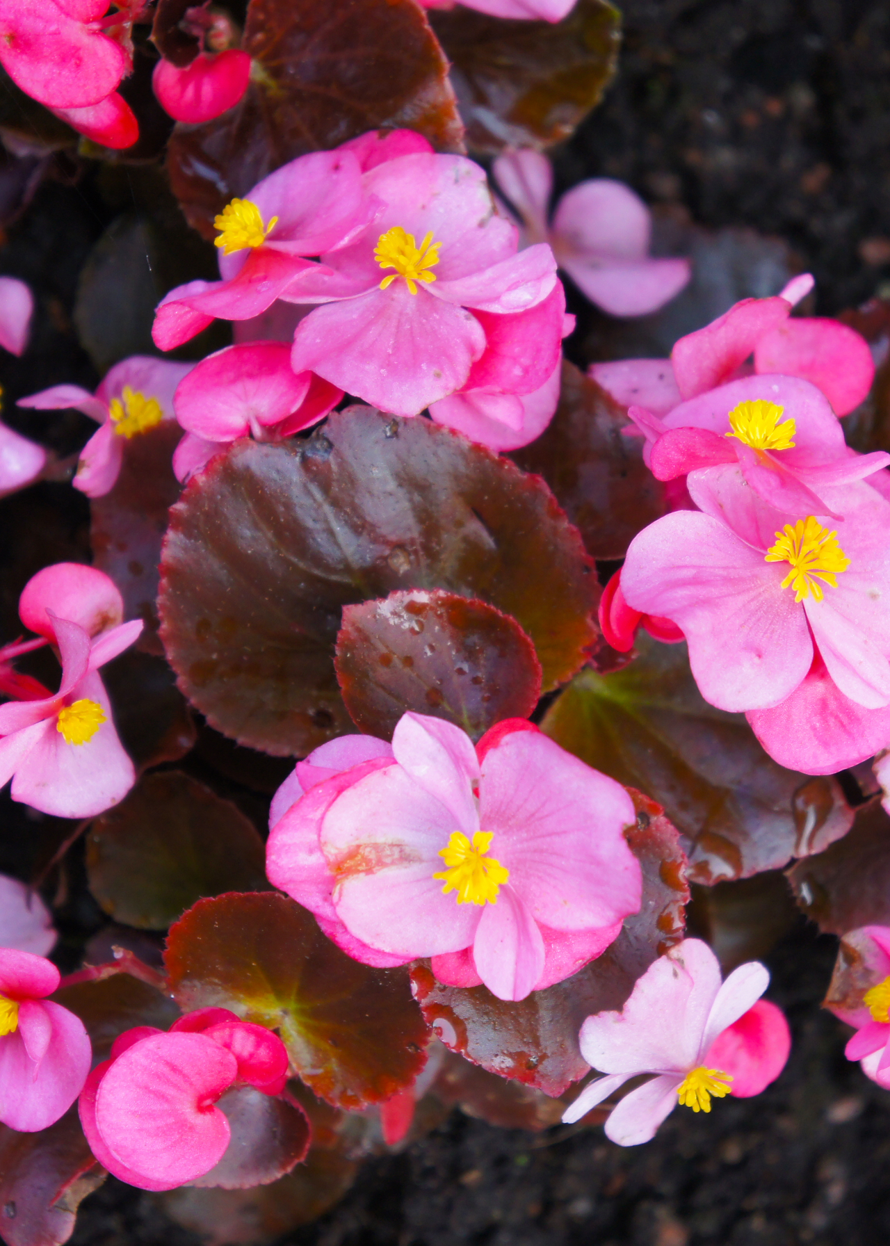 Begonia Ascot Bronze 20pk