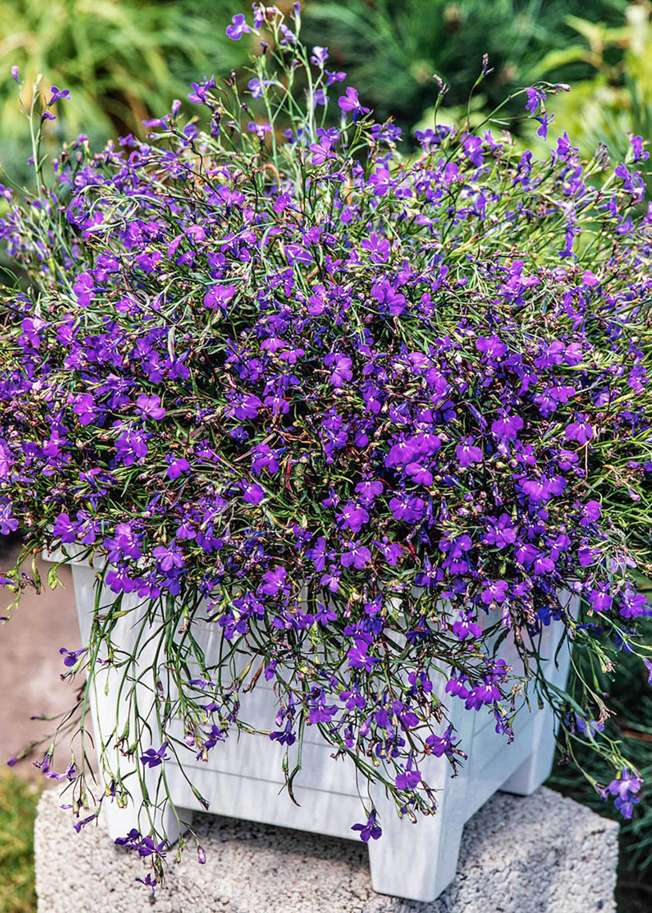 Lobelia Trailing Dark Blue 20pk