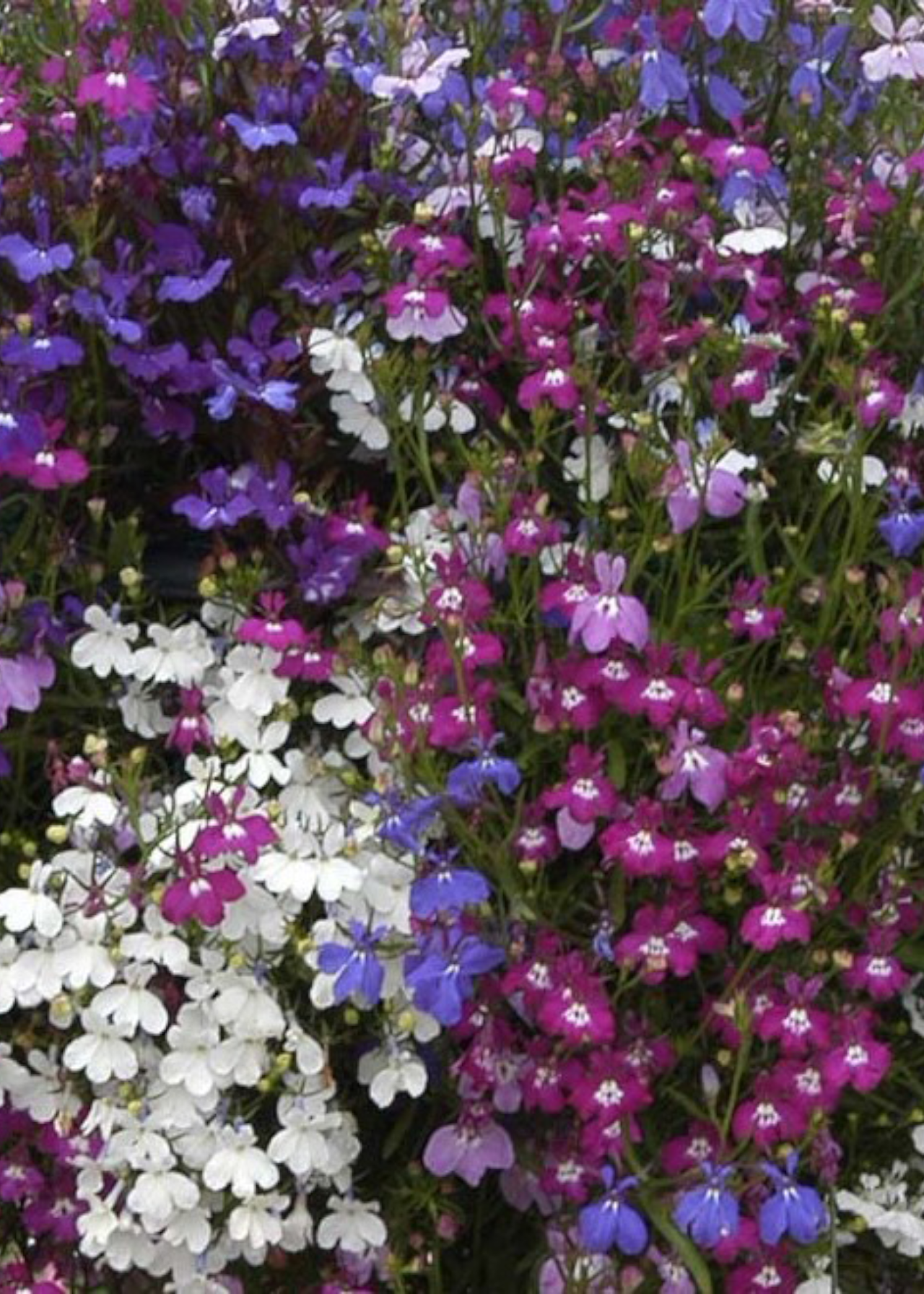 Lobelia Bush Mixed 20pk