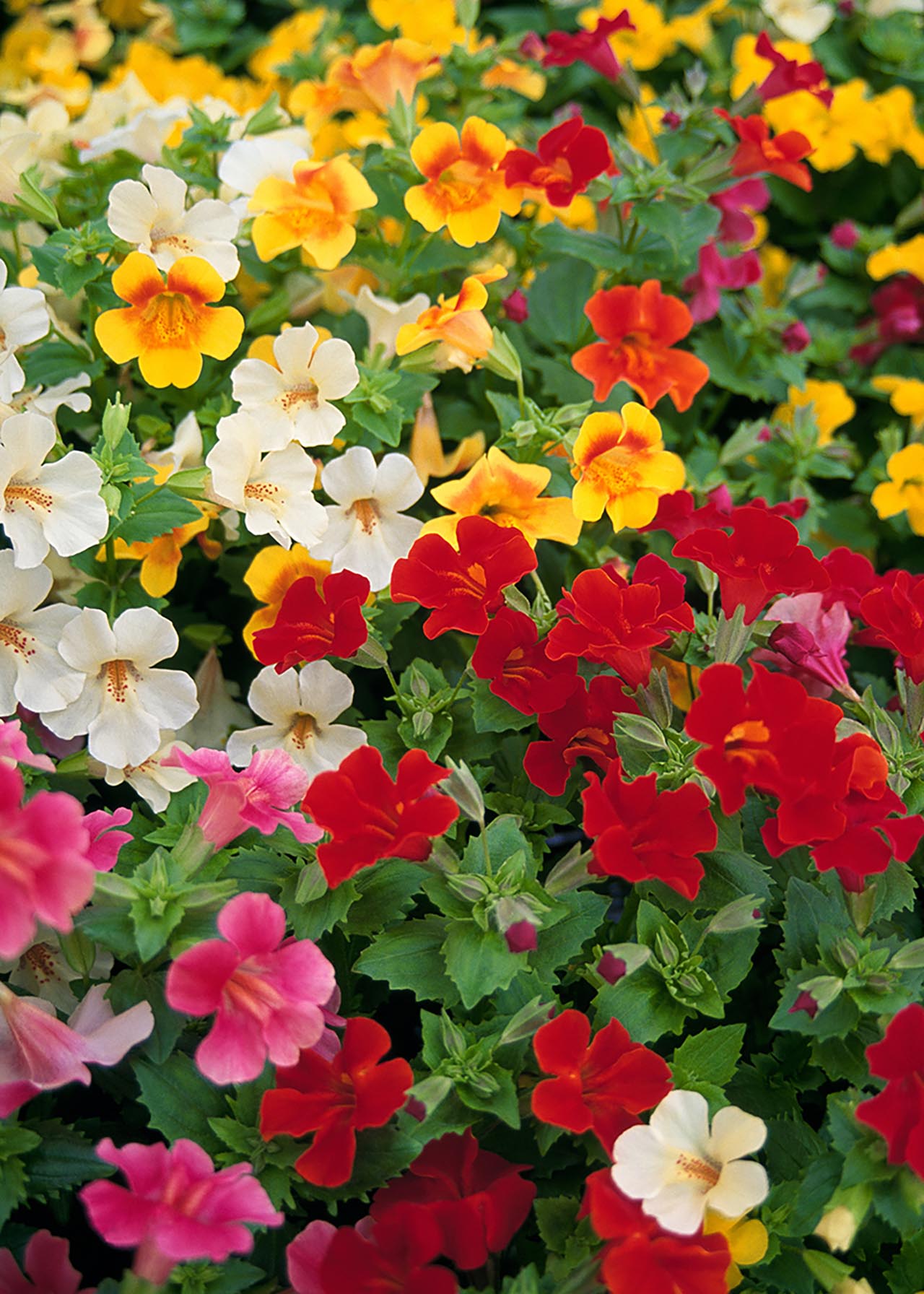 Mimulus Magic Mix 20pk